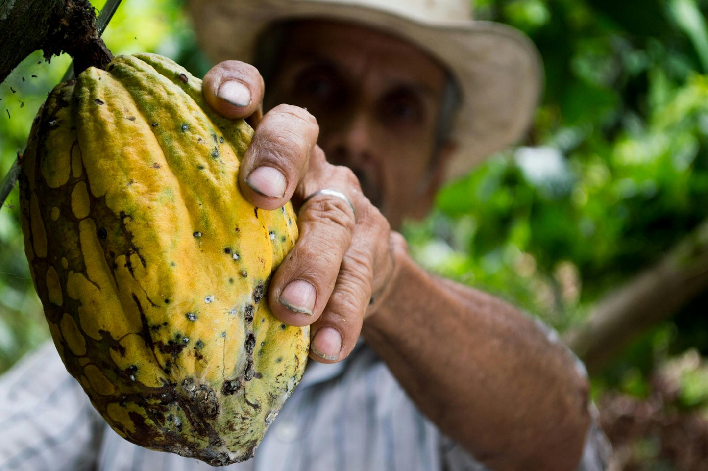 100% Pure Organic Ceremonial Cacao